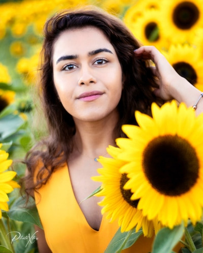 Sunflower Fields